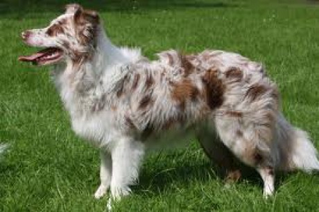 border-kolie-red-merle.jpg